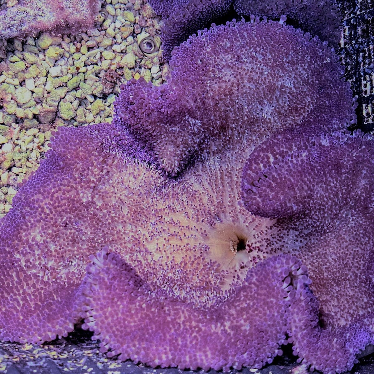 Purple Haddoni Carpet Anemone Stichodactyla haddoni WYSIWYG reef aquarium anemone
