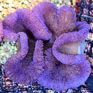 Purple Haddoni Carpet Anemone Stichodactyla haddoni WYSIWYG purple host anemone