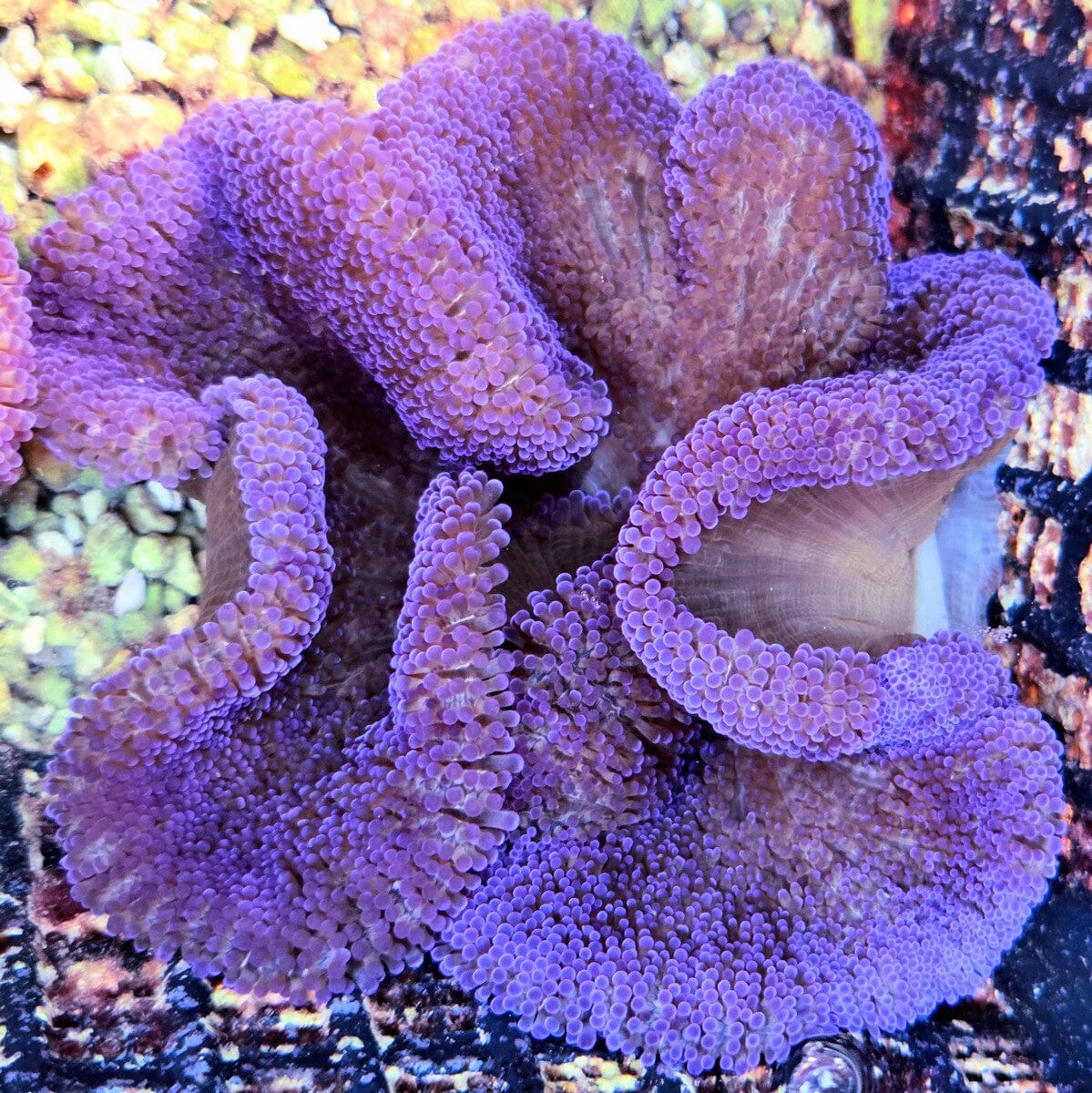 Purple Haddoni Carpet Anemone Stichodactyla haddoni WYSIWYG purple host anemone