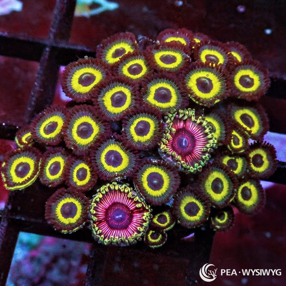 Purple Hornet Zoanthid Combo Zoanthus species WYSIWYG premium soft coral frag