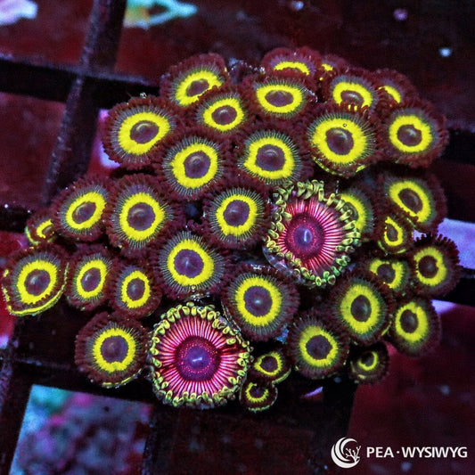 Purple Hornet Zoanthid Combo Zoanthus species WYSIWYG premium soft coral frag
