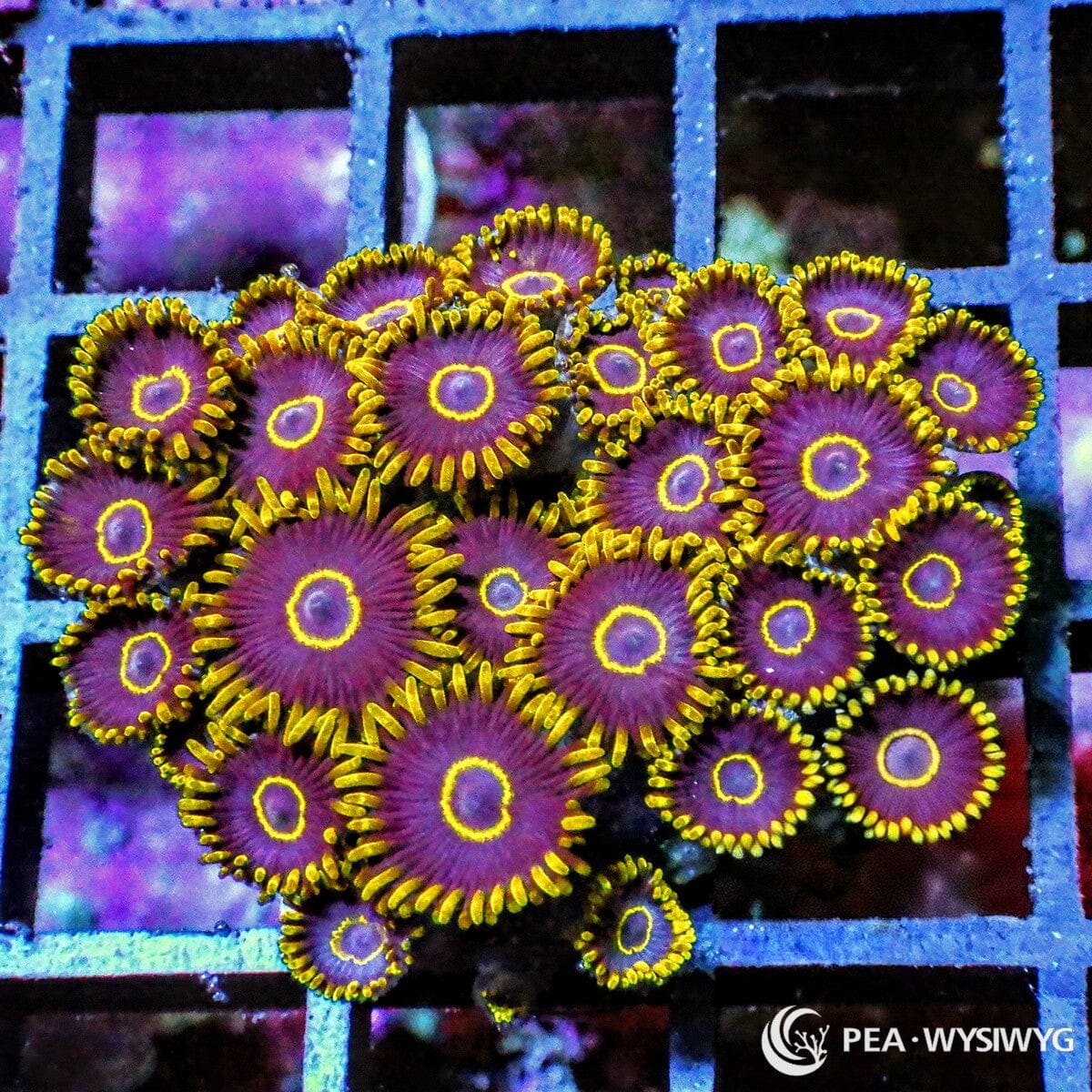 Purple Hornet Zoanthids Zoanthus sp. WYSIWYG soft coral frag with purple polyps, yellow rings, and yellow skirts