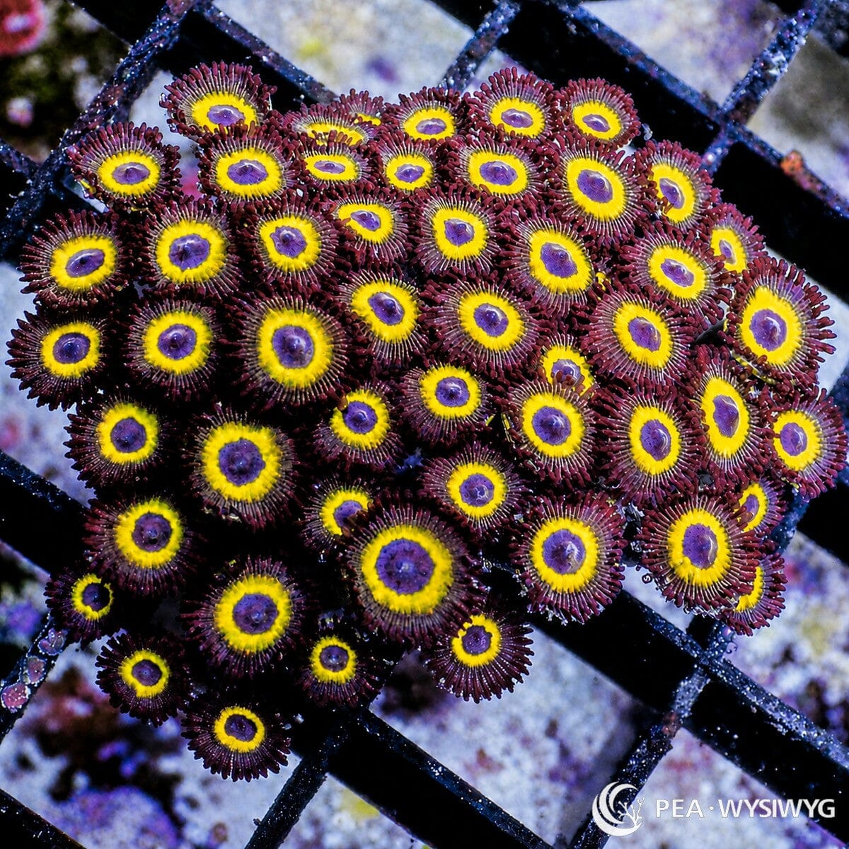 Purple Hornet Zoanthids Zoanthus sp. WYSIWYG soft coral frag with deep purple centers, bright yellow rings, and burgundy purple skirts