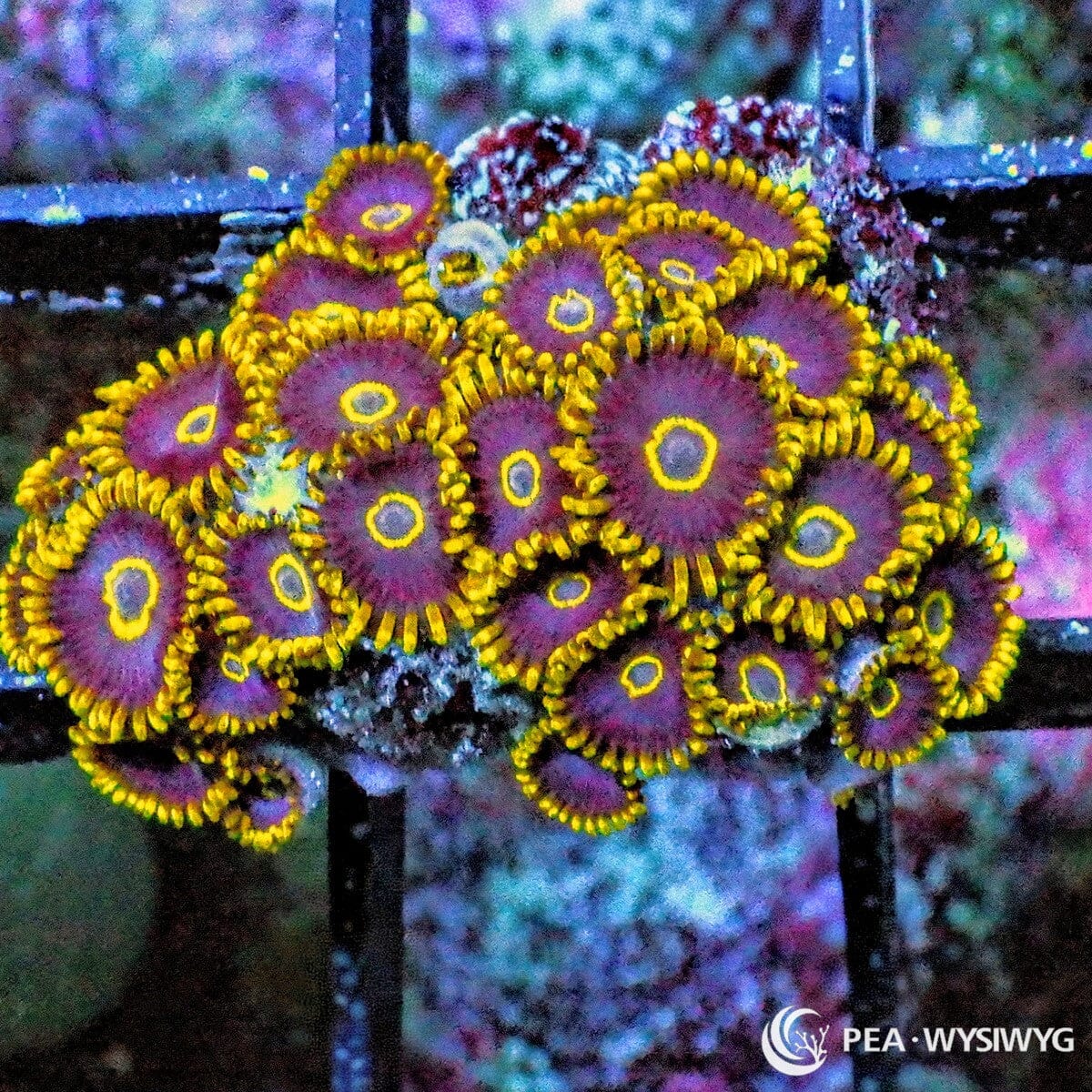 Purple Hornet Zoanthids Zoanthus sp. WYSIWYG coral frag with purple centers, yellow rings, yellow skirts, and colonial polyp growth