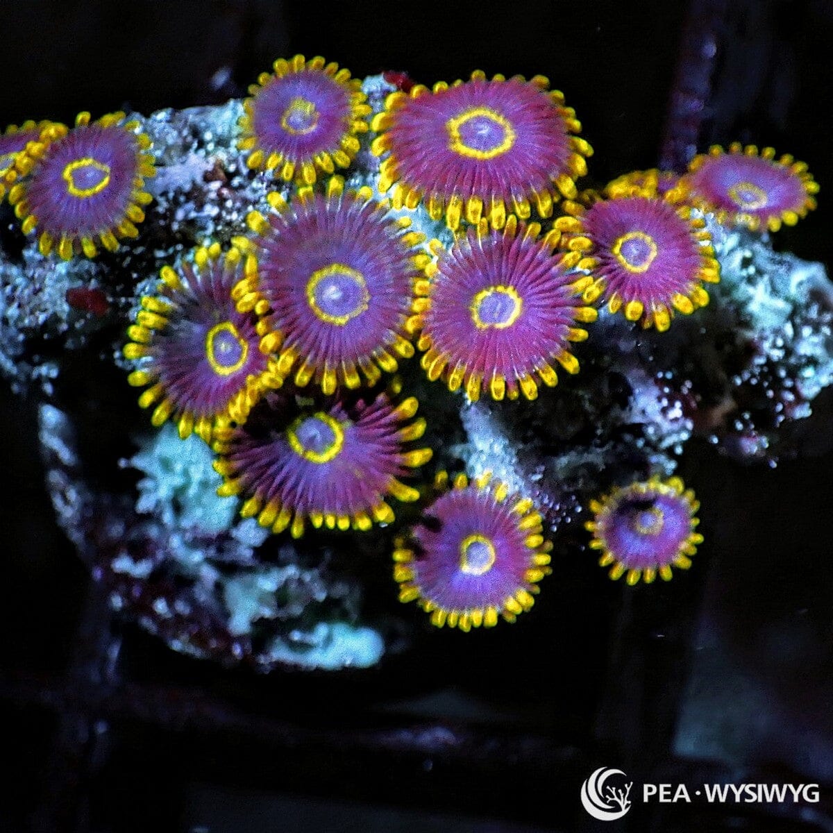 Purple Hornet Zoanthids Zoanthus sp. WYSIWYG Premium Frag with purple centers, bright yellow rings, and yellow gold skirts