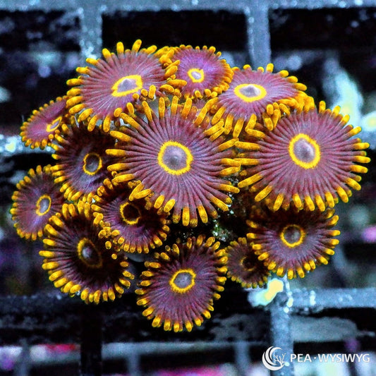 Purple Hornet Zoanthids Zoanthus species WYSIWYG Under $25 coral frag
