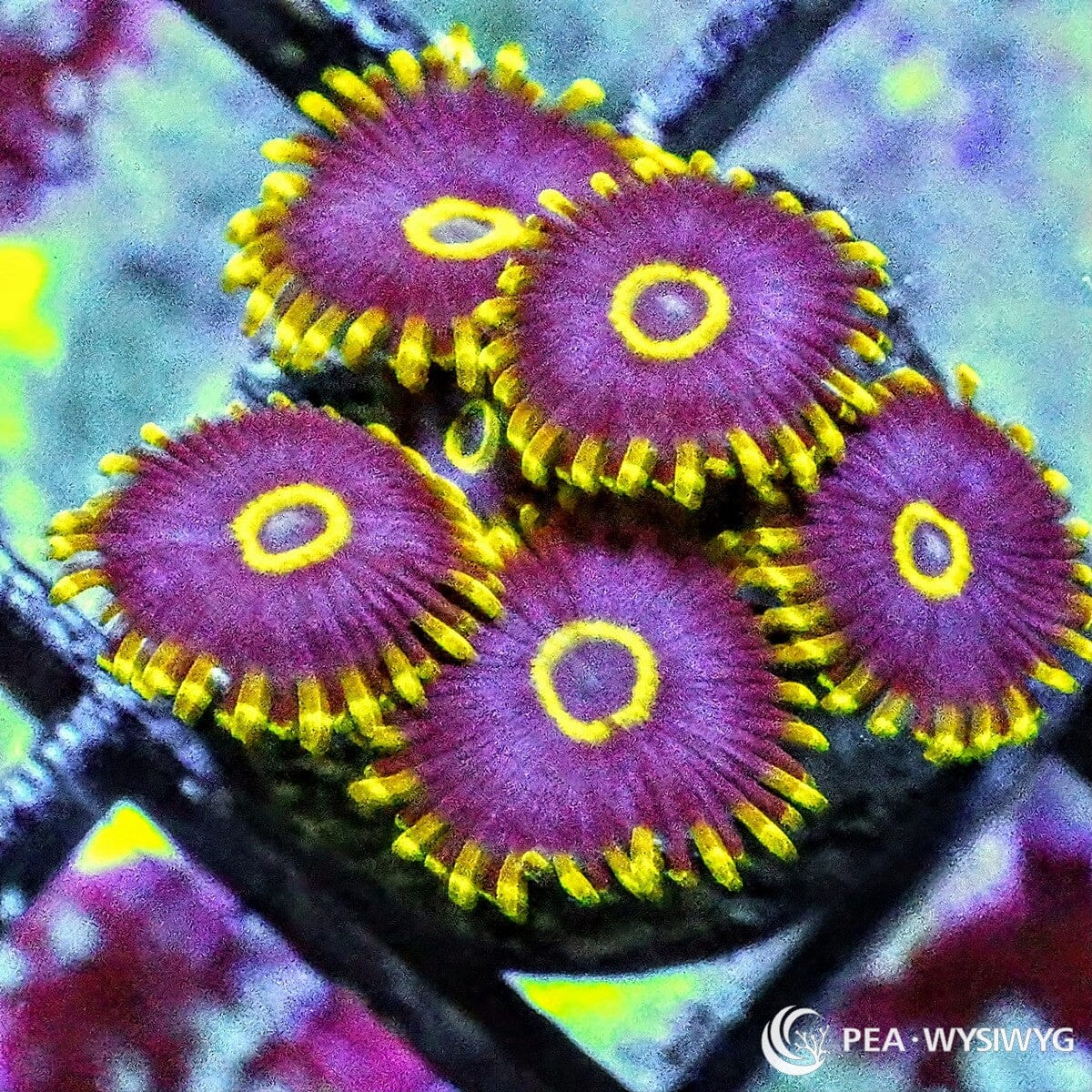 Purple Hornet Zoanthids with purple faces, yellow rings, and yellow skirts, WYSIWYG under $25 zoa frag from Pacific East Aquaculture