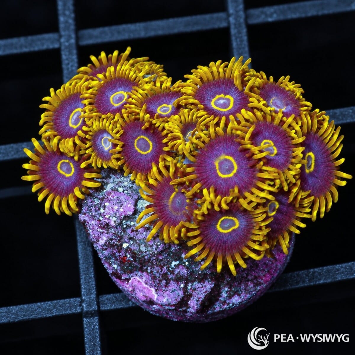 Purple Hornets Zoanthids Zoanthus sp. with purple-magenta centers, bright yellow rings, and golden-yellow skirts in a dense coral colony