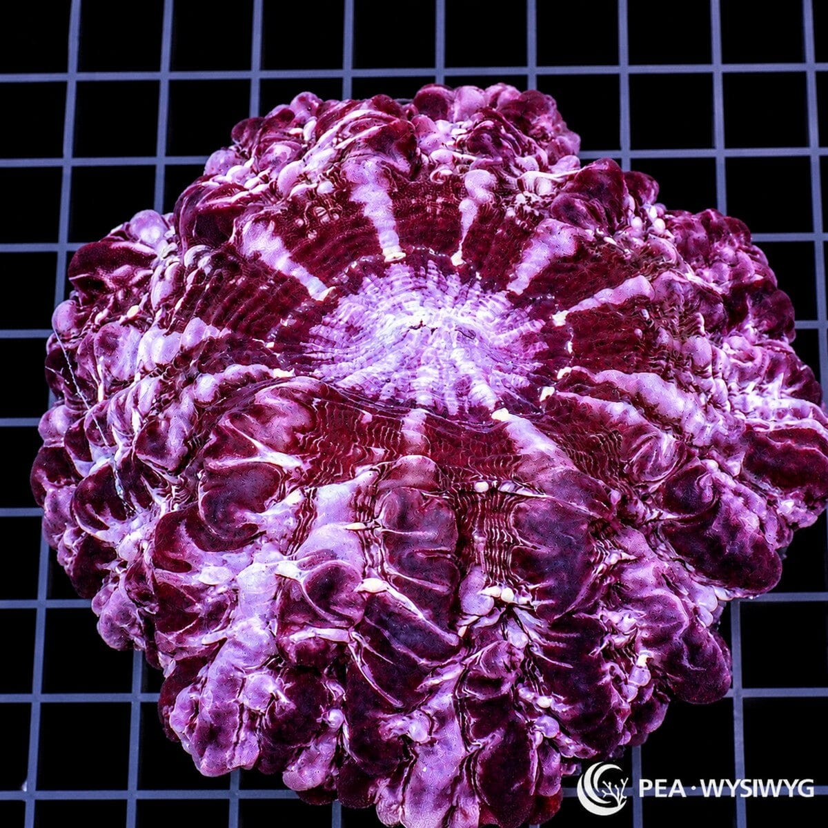 Purple Indophyllia LPS coral colony WYSIWYG with deep purple and white radial pattern