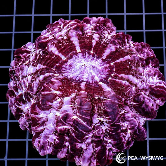 Purple Indophyllia LPS coral colony WYSIWYG with deep purple and white radial pattern