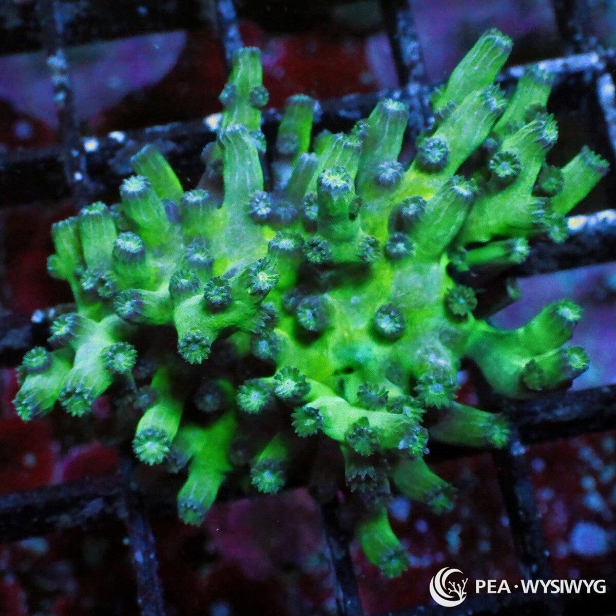 Purple People Eater Branching Cyphastrea Cyphastrea sp. WYSIWYG coral frag with bright green branching growth, purple blue polyp centers, and compact stony coral structure