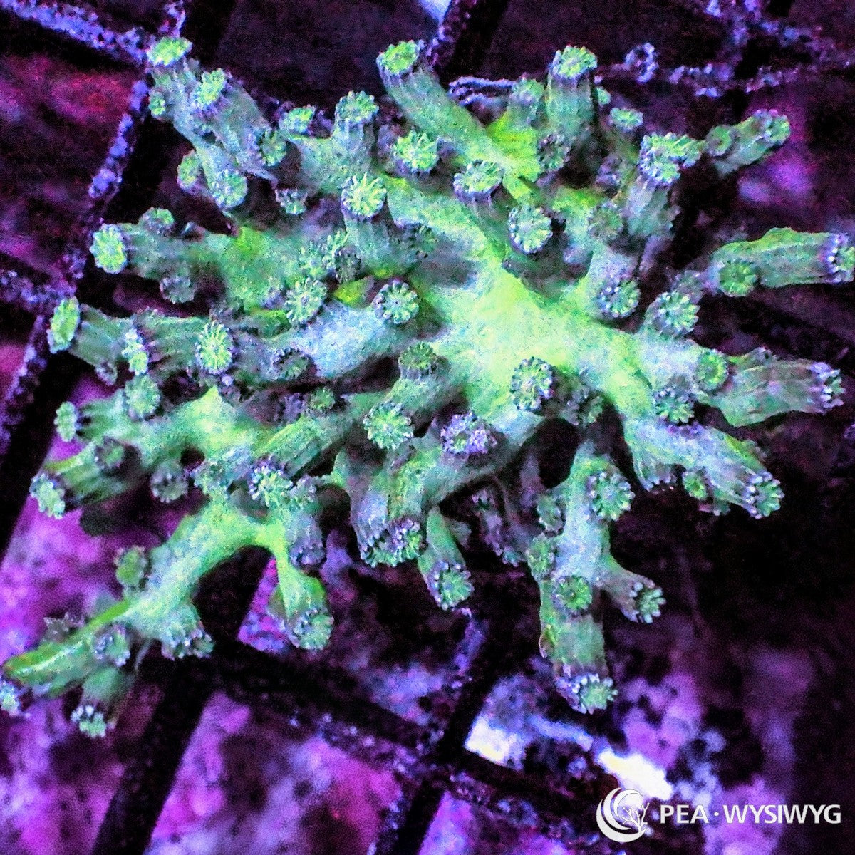 Purple People Eater Cyphastrea Cyphastrea species WYSIWYG premium LPS coral frag