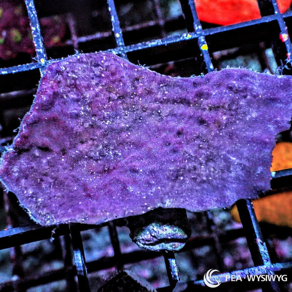 Purple Plating Photosynthetic Sponge Carteriospongia foliascens WYSIWYG specimen with violet purple plating growth and finely textured porous surface
