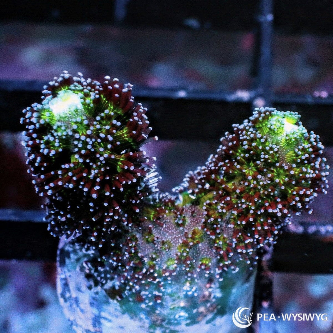 Purple Polyp Stylophora Stylophora pistillata WYSIWYG coral with fluorescent green tissue, burgundy-purple polyps, and pale lavender-white tips