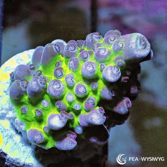 Purple Tip Green Staghorn Acropora Acropora sp. WYSIWYG coral with fluorescent green branches and contrasting purple-lavender tips