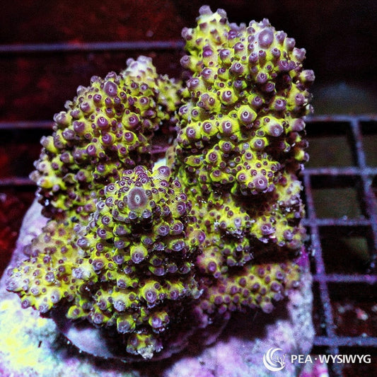 Purple Tip Thick Staghorn Chunky Acropora Acropora sp. WYSIWYG coral frag with yellow green branching growth, purple violet tips, and thick staghorn structure