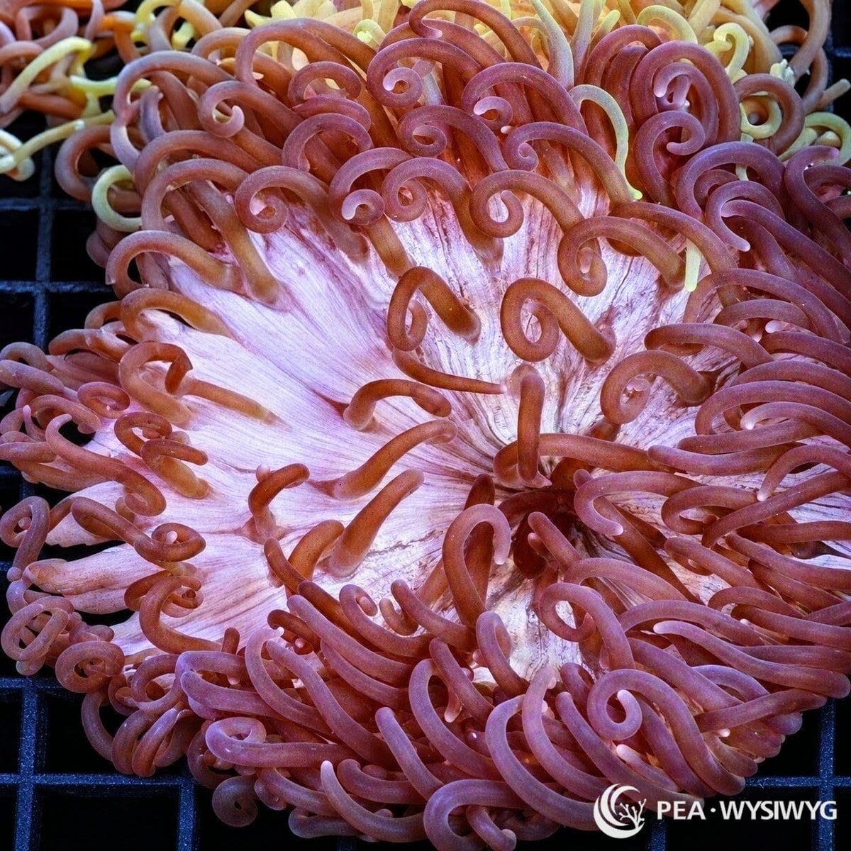 Purplish Long Tentacle Anemone (Heteractis doreensis) displaying numerous curled mauve-purple tentacles surrounding a pale lavender-pink oral disc with subtle radial markings. WYSIWYG specimen photographed at Pacific East Aquaculture.