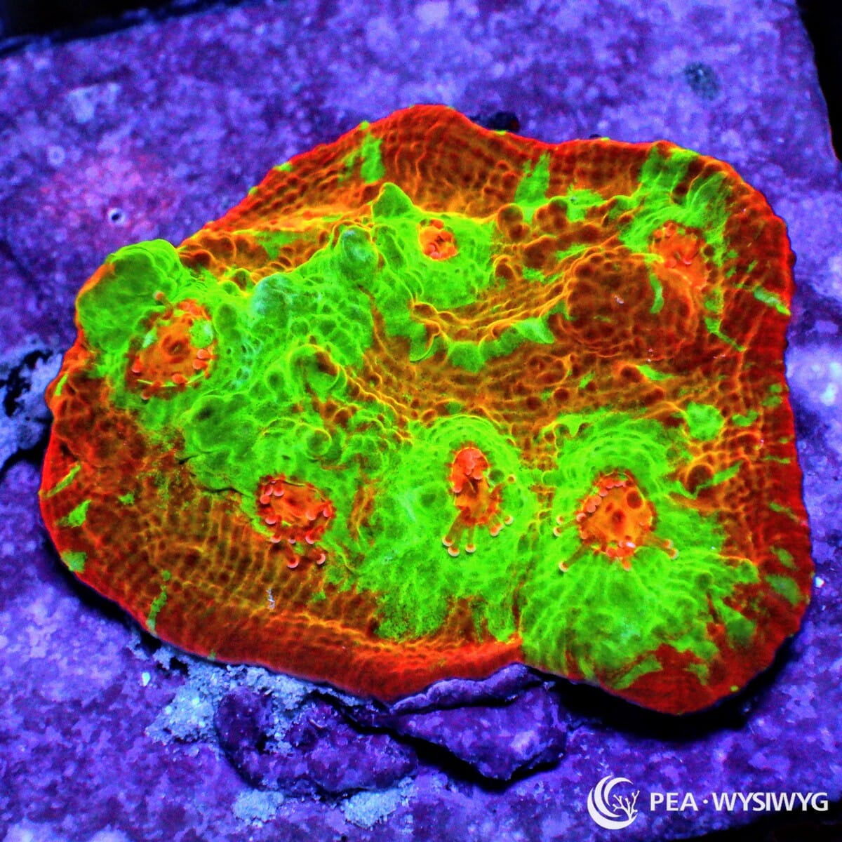Radioactive Chalice Echinophyllia sp. WYSIWYG LPS coral frag with neon green tissue red orange rim and orange red eyes