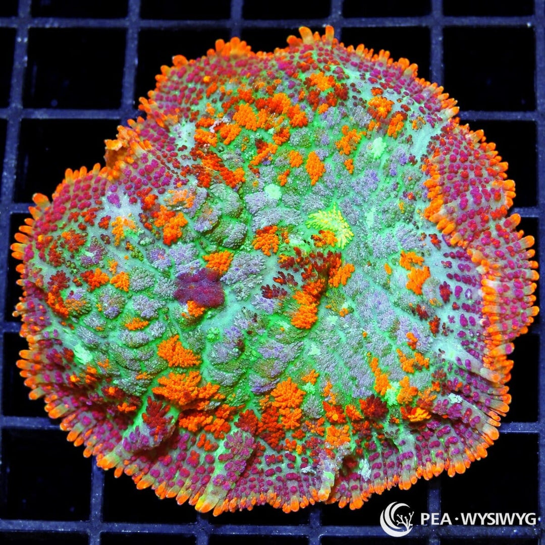 Rainbow Cauldron Rhodactis Mushroom Rhodactis sp. WYSIWYG coral with fluorescent green, orange, red, magenta, and purple coloration