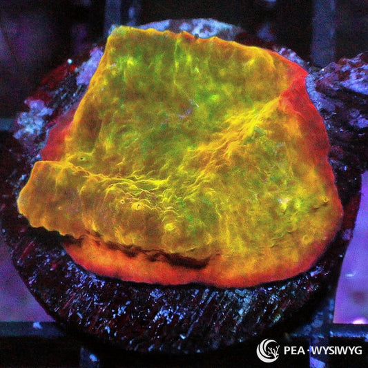 Rainbow Chalice Echinophyllia sp. WYSIWYG coral frag with yellow green tissue, orange red edging, subtle green highlights, and textured encrusting plating growth