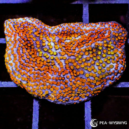 Rainbow Encrusting Montipora Montipora sp. WYSIWYG SPS coral frag with blue-purple base and bright orange polyps