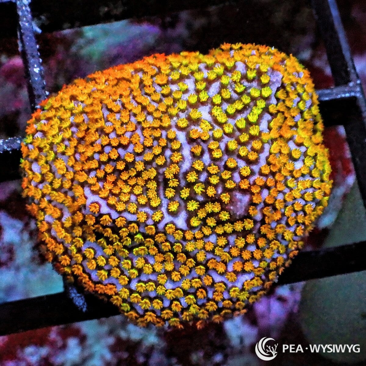 Rainbow Encrusting Montipora Montipora sp. WYSIWYG coral frag with lavender purple base, orange yellow polyps, green highlights, and encrusting growth