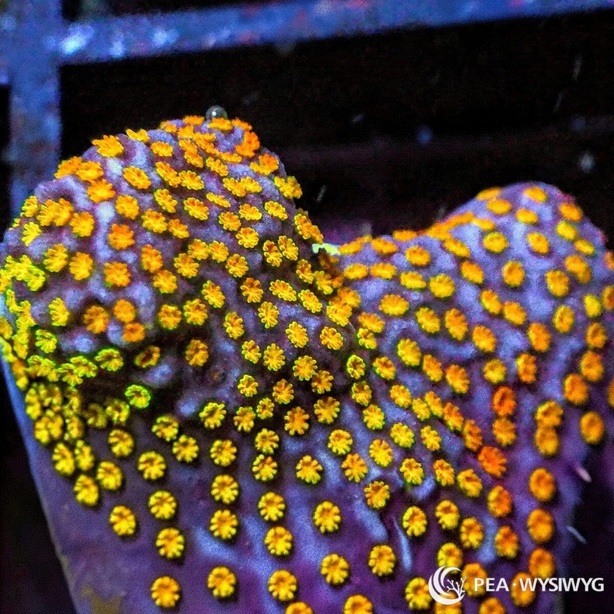 Rainbow Encrusting Montipora Montipora sp. WYSIWYG Premium Frag with purple base and bright yellow gold orange polyps