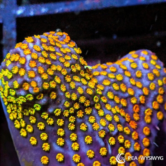 Rainbow Encrusting Montipora Montipora sp. WYSIWYG Premium Frag with purple base and bright yellow gold orange polyps