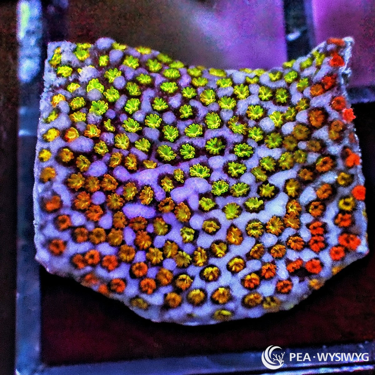 Rainbow Encrusting Montipora Montipora sp. WYSIWYG coral frag with lavender blue base, green yellow orange red polyps, and colorful encrusting growth