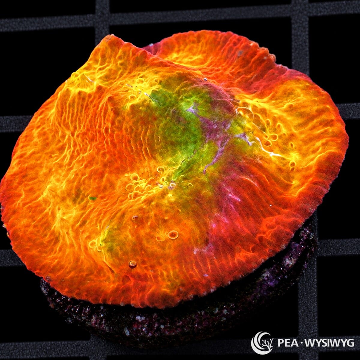 Rainbow Patchwork Chalice Echinophyllia sp. with fluorescent orange-gold tissue and contrasting green, pink, magenta, and olive patches