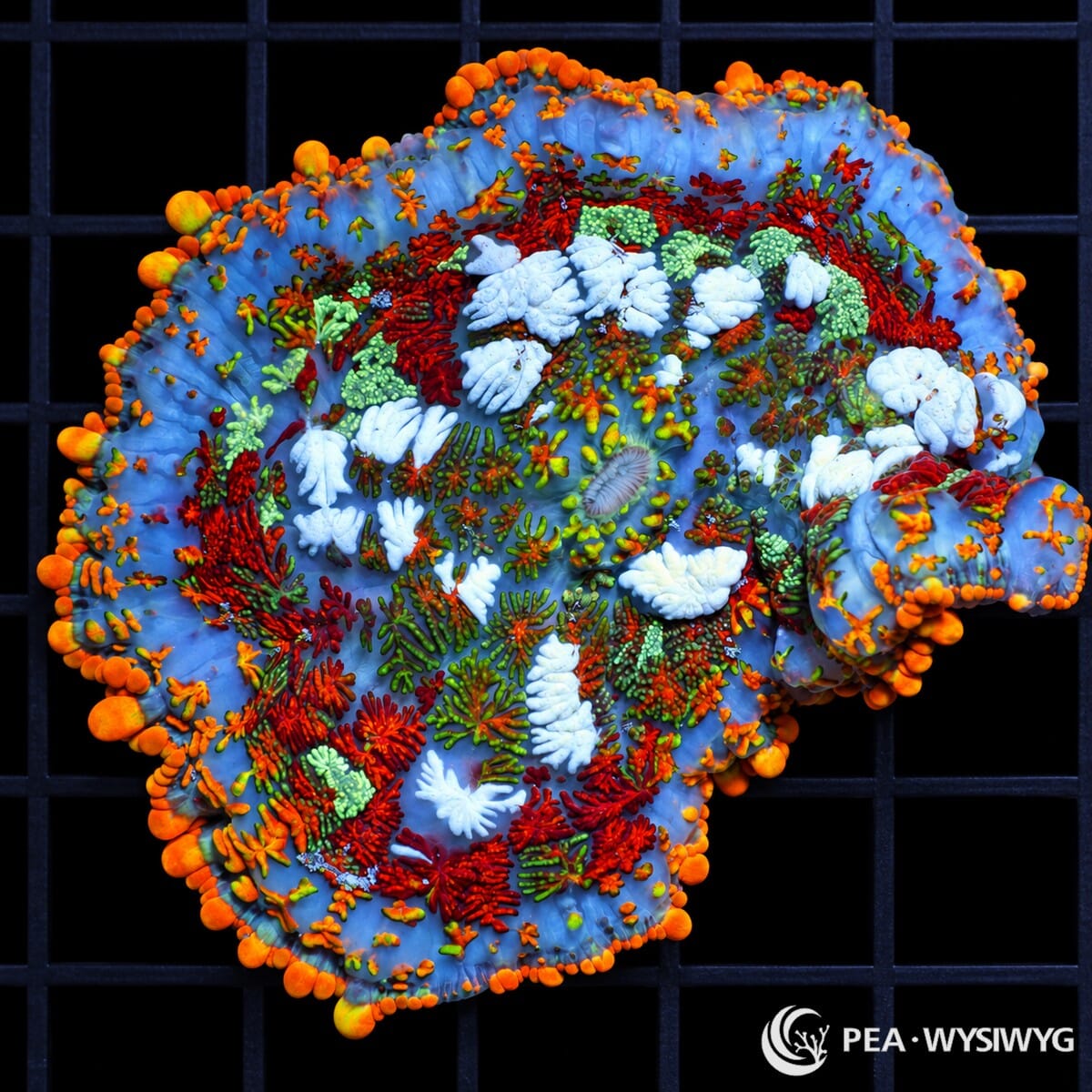 Rainbow Rhodactis Mushroom Rhodactis sp. WYSIWYG coral with blue-lavender tissue and vivid red, orange, green, mint, and white textured vesicles
