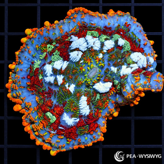 Rainbow Rhodactis Mushroom Rhodactis sp. WYSIWYG coral with blue-lavender tissue and vivid red, orange, green, mint, and white textured vesicles