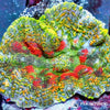 Rainbow Rhodactis Mushroom WYSIWYG aquacultured coral from Pacific East Aquaculture