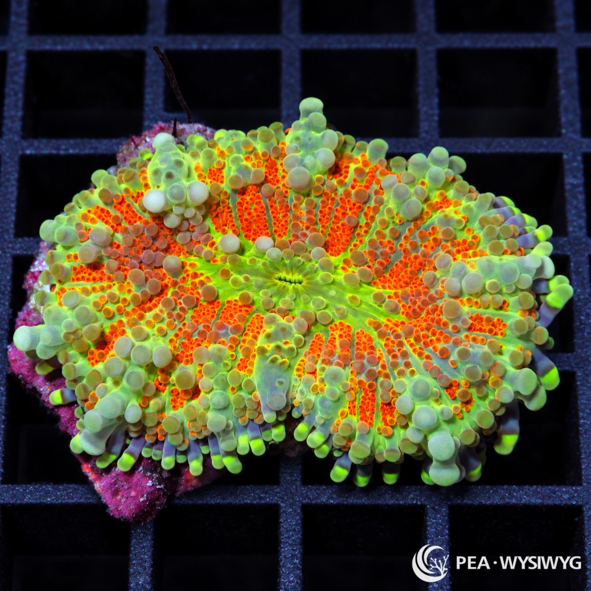 Rainbow Ricordea Yuma Ricordea yuma WYSIWYG coral frag with lime-green tissue, vivid orange vesicles, and pale green highlights