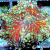Rainbow Ricordea yuma WYSIWYG aquacultured coral from Pacific East Aquaculture