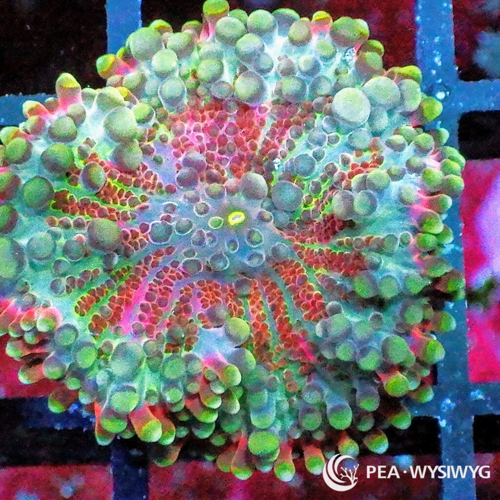 Rainbow Ricordea yuma WYSIWYG aquacultured coral from Pacific East Aquaculture