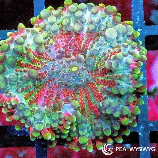 Rainbow Ricordea yuma WYSIWYG aquacultured coral from Pacific East Aquaculture