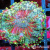 Rainbow Ricordea yuma WYSIWYG aquacultured coral from Pacific East Aquaculture