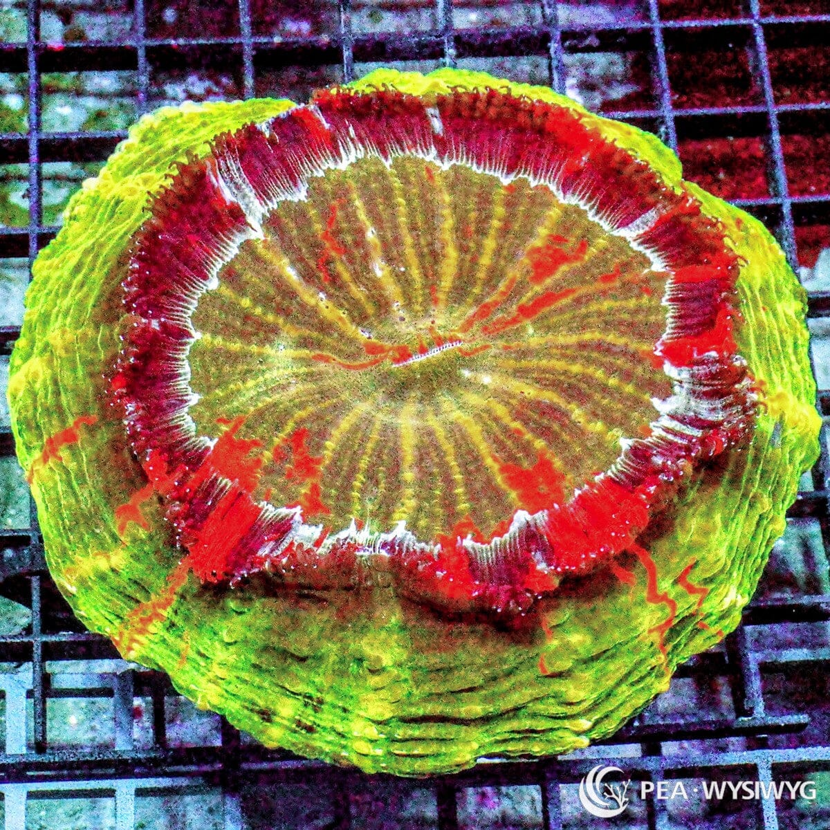 Rainbow Ultra Acanthophyllia Coral Acanthophyllia deshayesiana WYSIWYG LPS meat coral with neon green rim and red rainbow pattern
