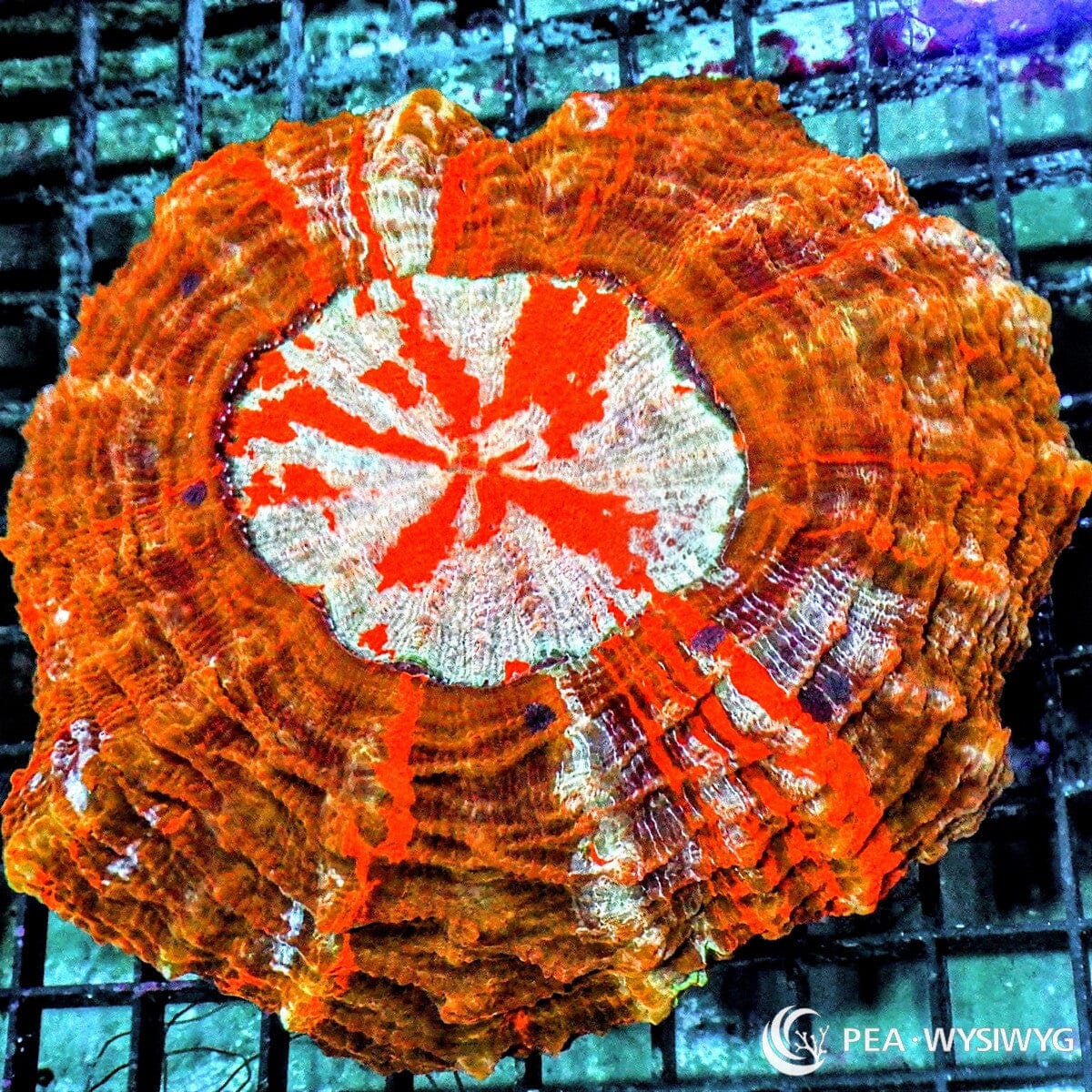 Rainbow Ultra Acanthophyllia Acanthophyllia deshayesiana WYSIWYG LPS coral colony with red orange, cream, gold, and rainbow coloration