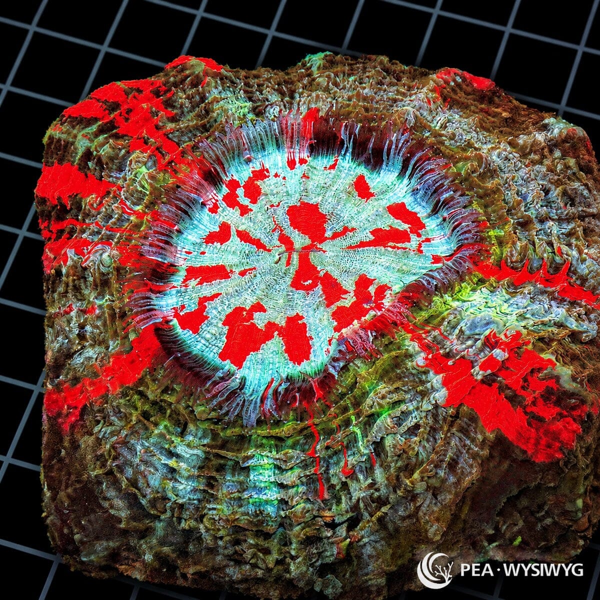 Rainbow Ultra Acanthophyllia LPS coral colony WYSIWYG with red green and striped pattern