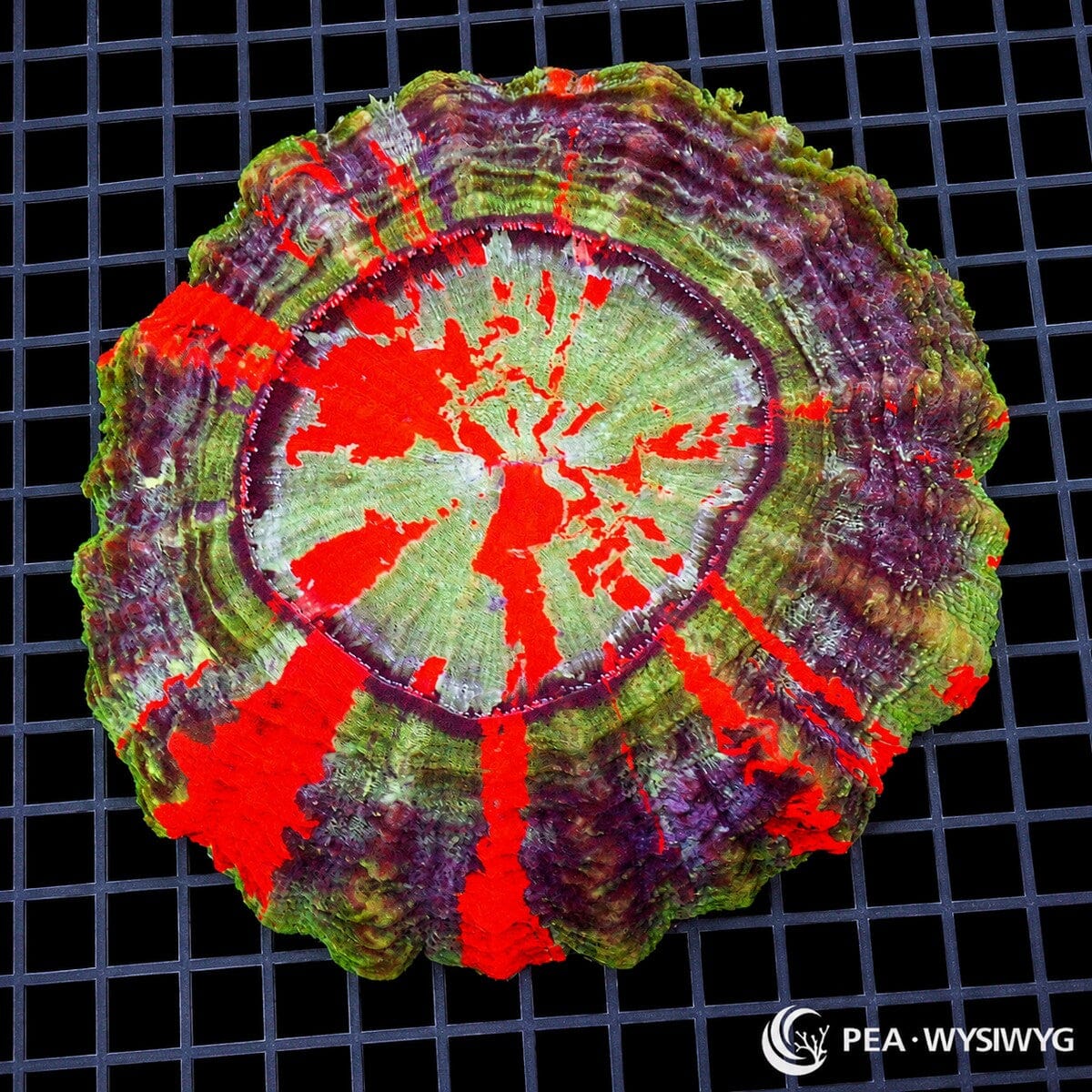 Rainbow Ultra Acanthophyllia LPS coral colony WYSIWYG with red green purple and cream pattern