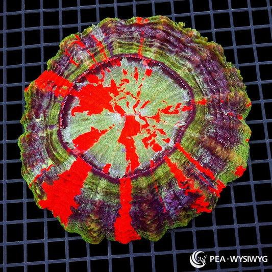 Rainbow Ultra Acanthophyllia LPS coral colony WYSIWYG with red green purple and cream pattern