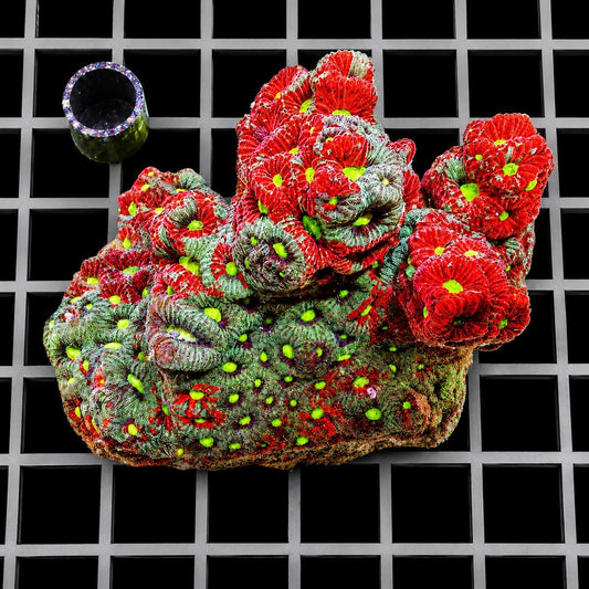 Rainbow War Coral Favites Favites species WYSIWYG LPS coral colony