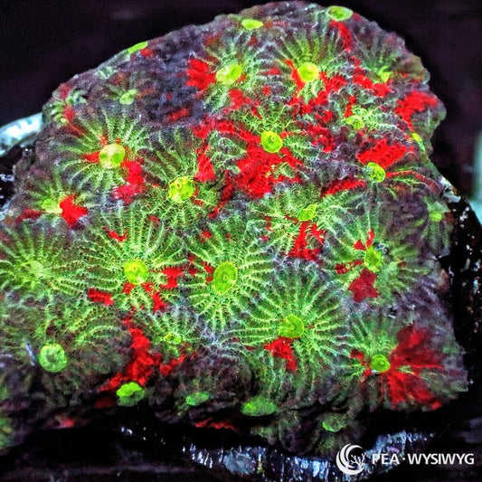 Rainbow War Coral Favites Favites pentagona WYSIWYG coral frag with neon green mouths, red splashes, dark purple tissue, and textured brain coral growth