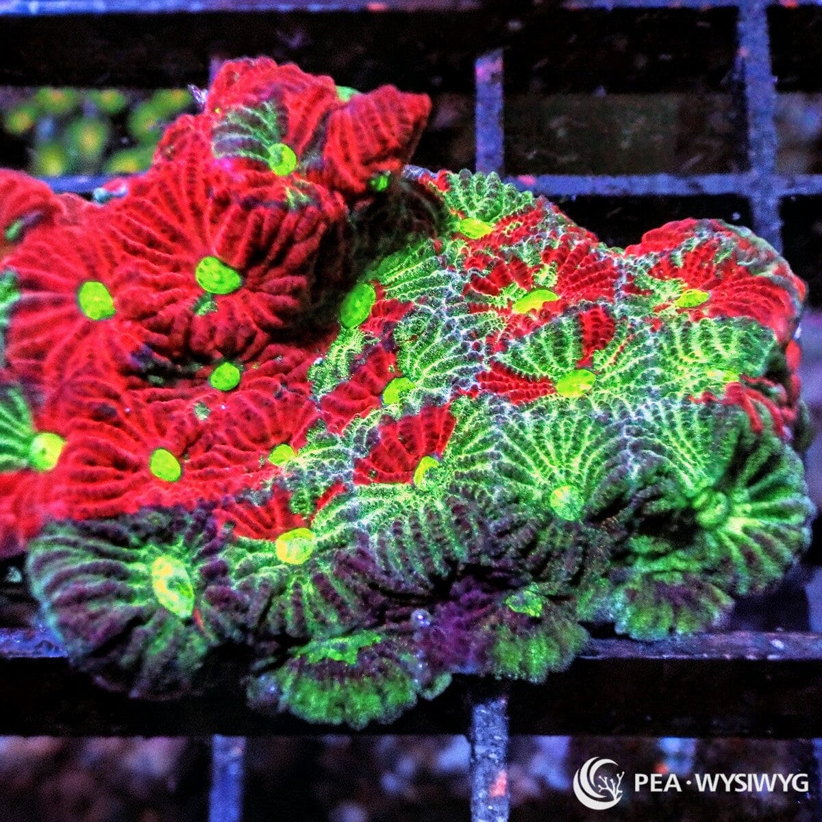 Rainbow War Coral Favites Favites pentagona WYSIWYG Premium Frag with vivid red, fluorescent green, burgundy, and lime green corallites