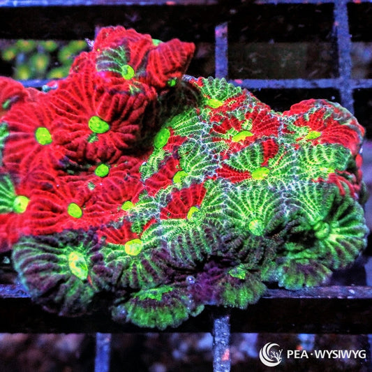 Rainbow War Coral Favites Favites pentagona WYSIWYG Premium Frag with vivid red, fluorescent green, burgundy, and lime green corallites
