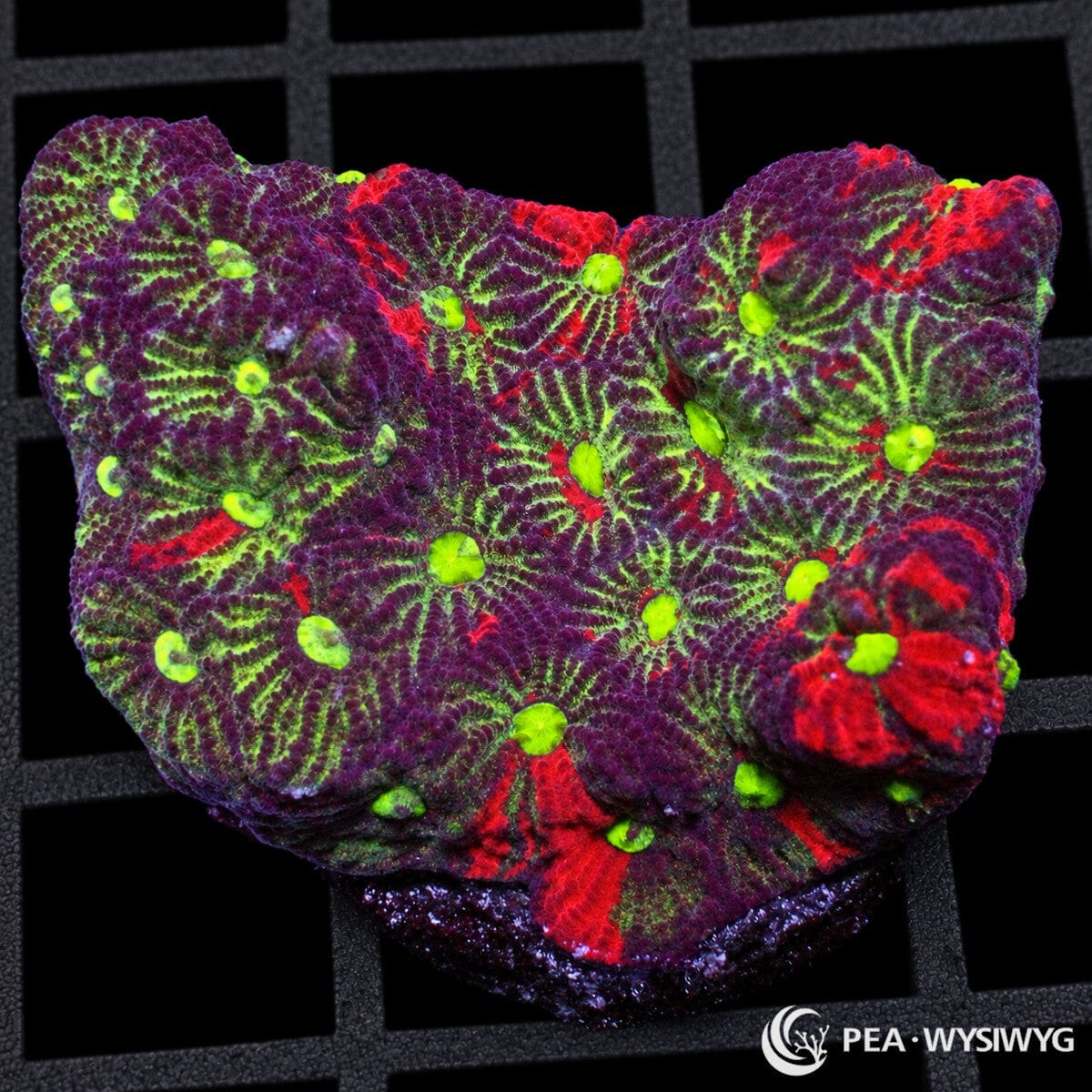 Rainbow War Coral Favites Favites sp. with burgundy-purple tissue, vivid red patches, fluorescent green radial striping, and bright yellow-green mouths