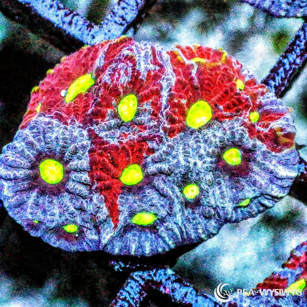 Rainbow War Coral Favites Favites sp. WYSIWYG LPS coral with red, blue-purple, and neon green eyes