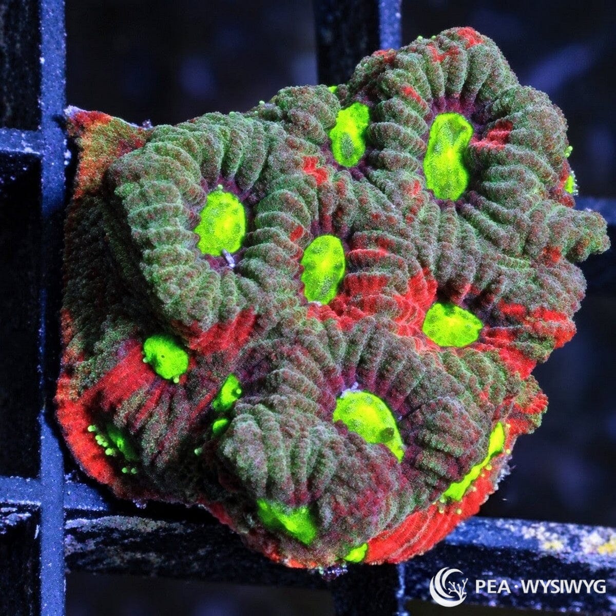 Rainbow War Coral Favites Favites sp. WYSIWYG coral frag with red, green, and burgundy tissue, bright neon green centers, and textured encrusting growth